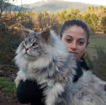 30+ Massive Cats of The World - Giant Maine Coons Wishing You New Year