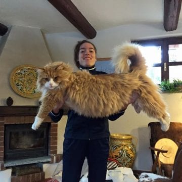 30+ Massive Cats of The World - Giant Maine Coons Wishing You New Year