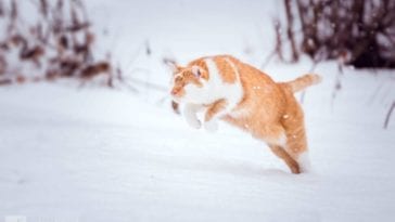 blind cat sees