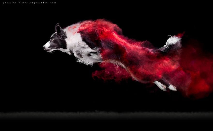 Photographer Tosses Powder Color on Dogs & The Results Are Amazing