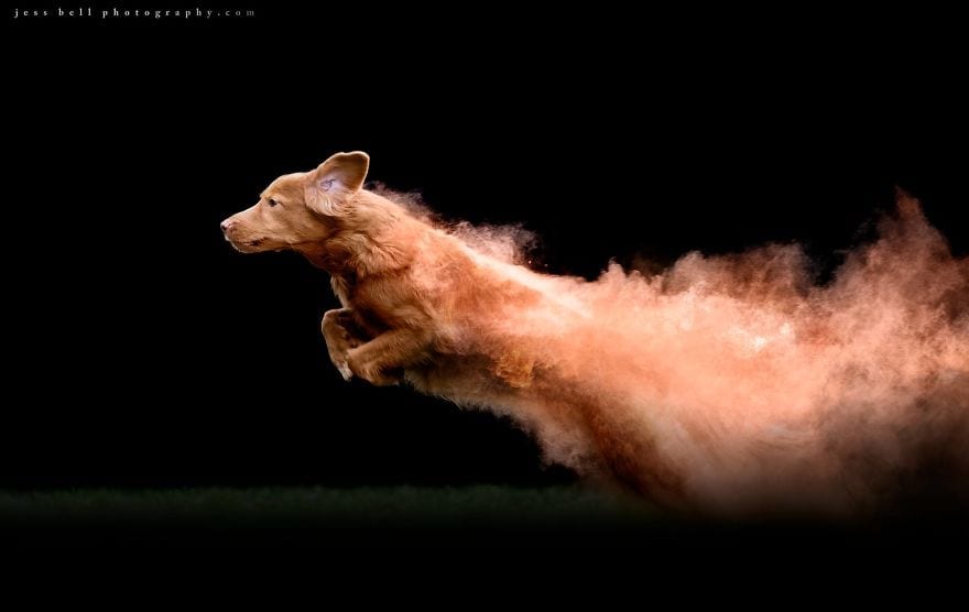 Photographer Tosses Powder Color on Dogs & The Results Are Amazing