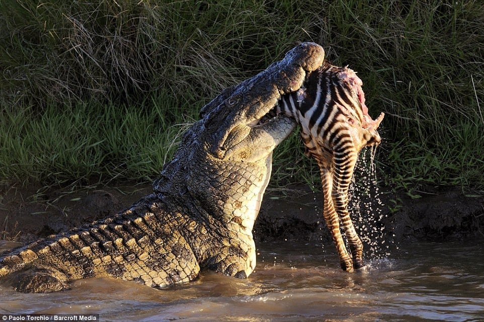 40 Animals Eating Other Animals - Nature is Brutal Second Edition