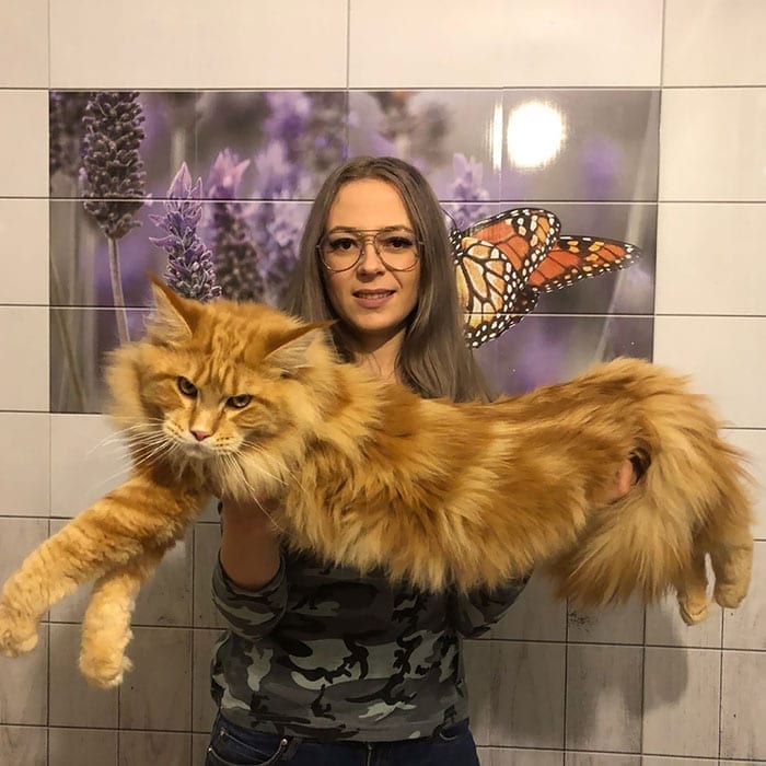 70+ Cute Maine Coons Kittens That Are Absolutely Adorable