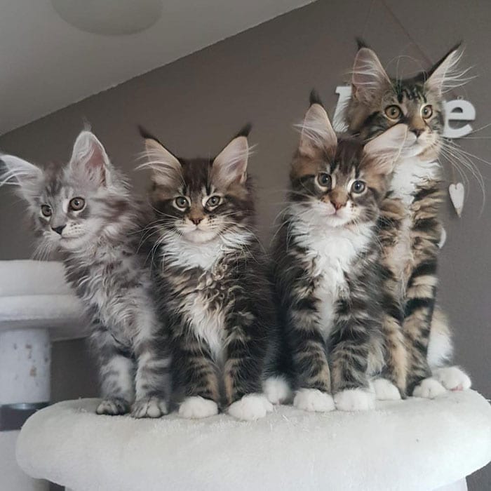 70 Cute Maine Coons Kittens That Are Absolutely Adorable 70 Cute Maine Coons Kittens That Are Absolutely Adorable