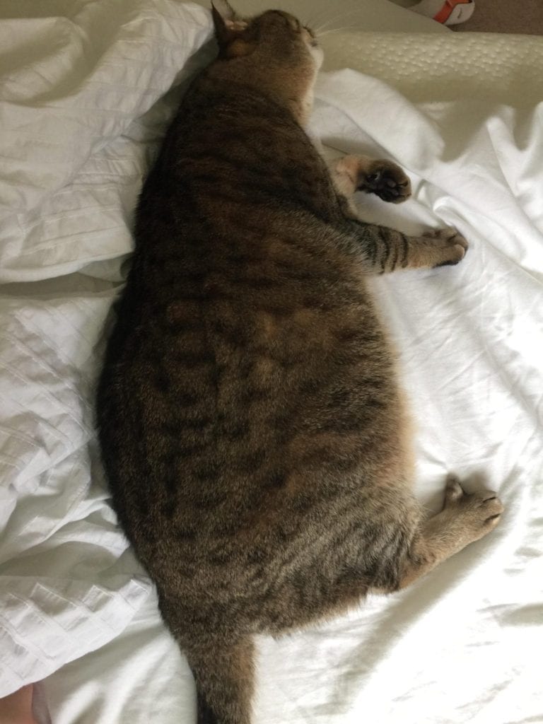 Meet Chonkers Fat Cats - 30 Cute Obese Cats