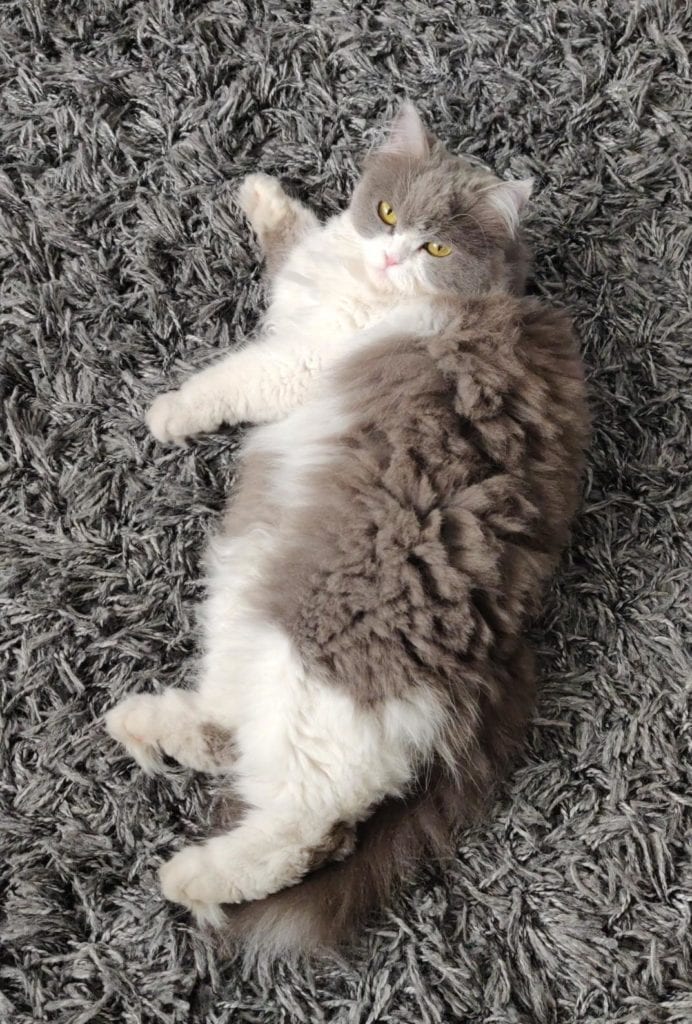 Meet Chonkers Fat Cats - 30 Cute Obese Cats
