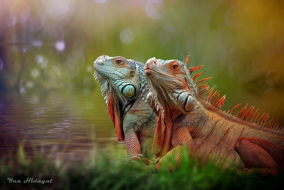 22 Interesting Animal Photos Animal Photos With Details