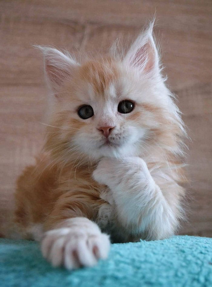 70 Cute Maine Coons Kittens That Are Absolutely Adorable 70 Cute Maine Coons Kittens That Are Absolutely Adorable