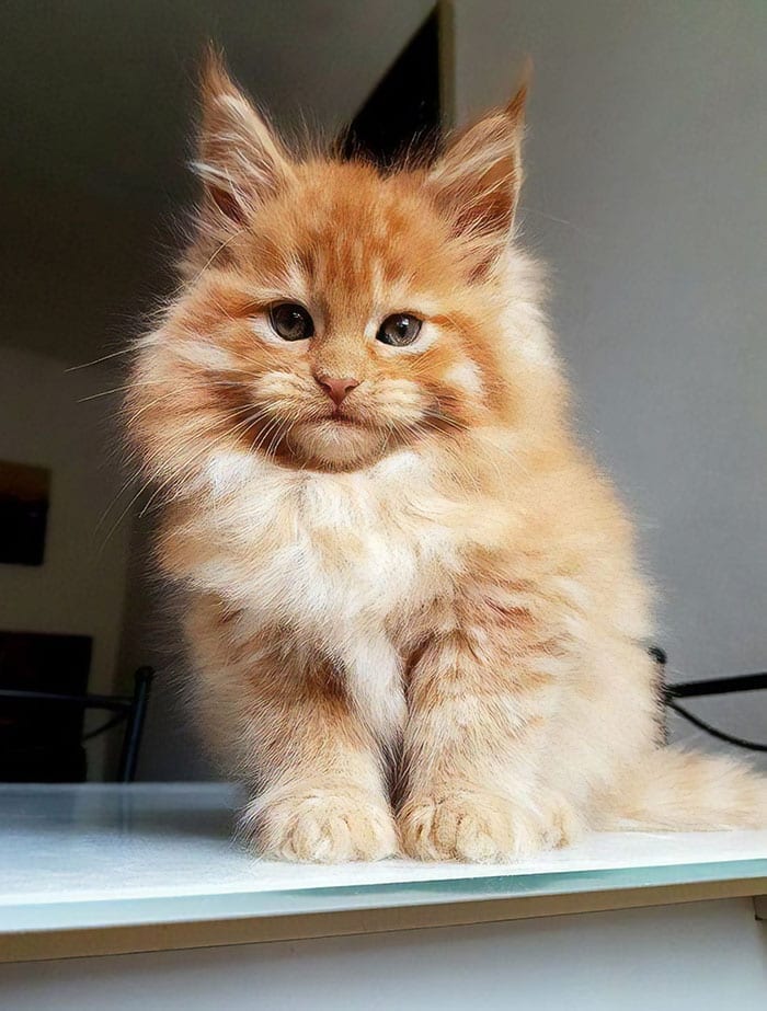 70 Cute Maine Coons Kittens That Are Absolutely Adorable