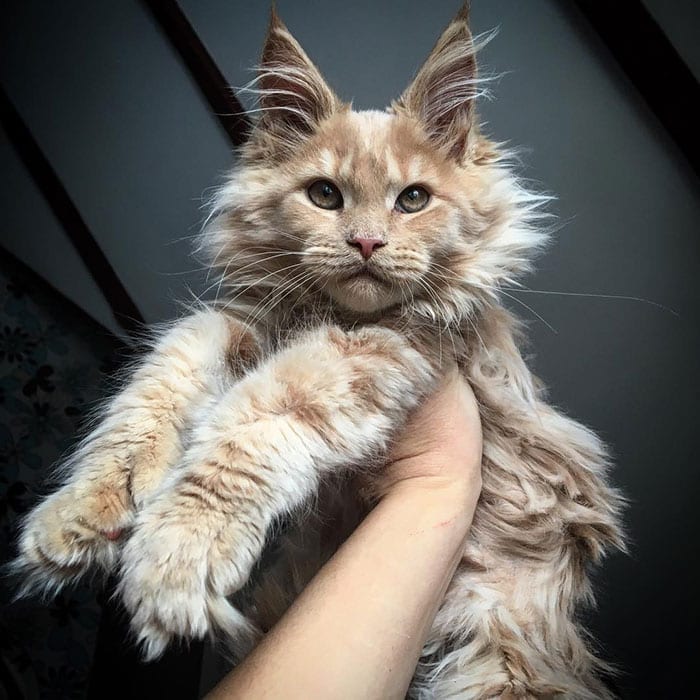Maine Coons Neue Bilder Rassenpotrait Der Maine Coon Katze PNSWG Maine Coons Neue Bilder Rassenpotrait Der Maine Coon Katze PNSWG