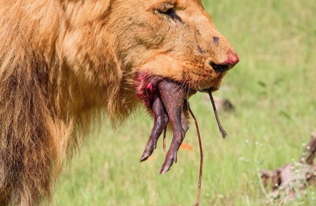 40 Animals Eating Other Animals Nature is Brutal Edition