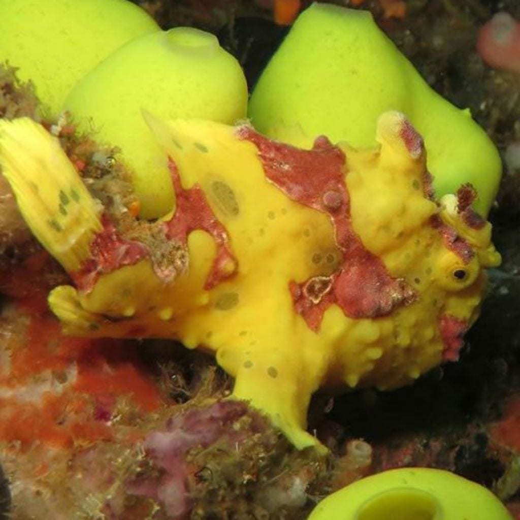 24 Bizarre Looking Sea Monsters That Are Shockingly Weird