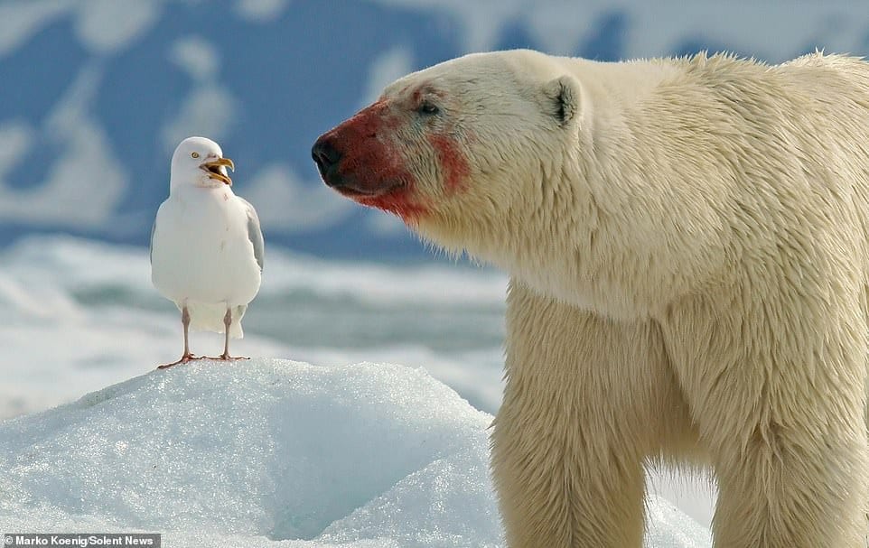 Hilarious Polar Bear Pokes His Tongue Out At A Laughing Seagull It Is