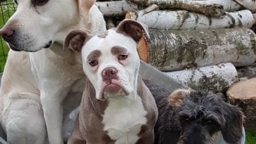 cute bulldog pictures