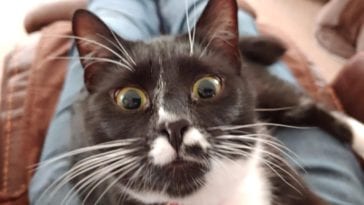 surprised cats-10