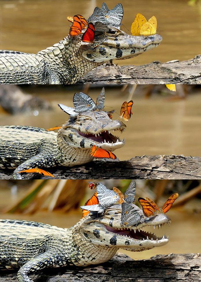 beautiful animals-1