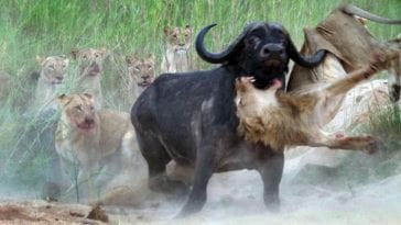deadly animal fights