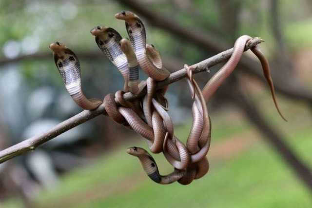 beautiful animals-1