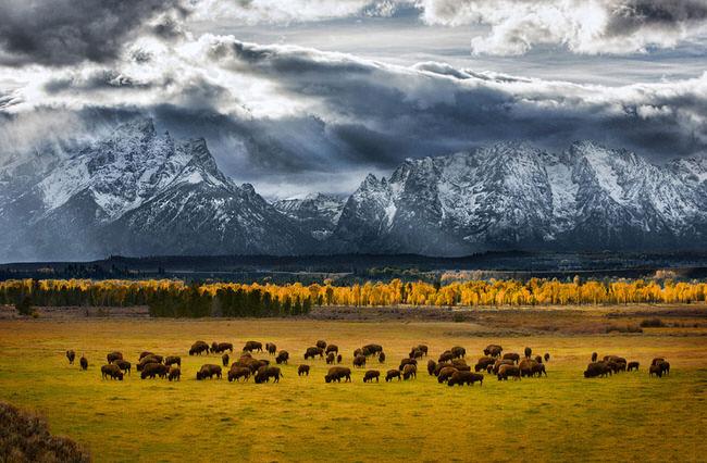 beautiful animals-1