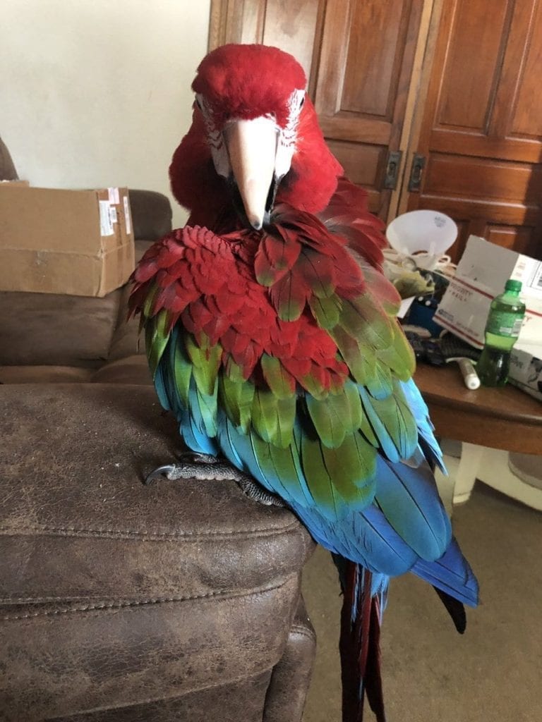 Beautiful Macaws Photos Ever
