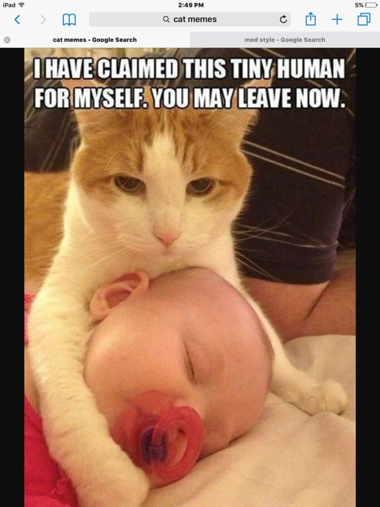 Clean Funny Cat Memes