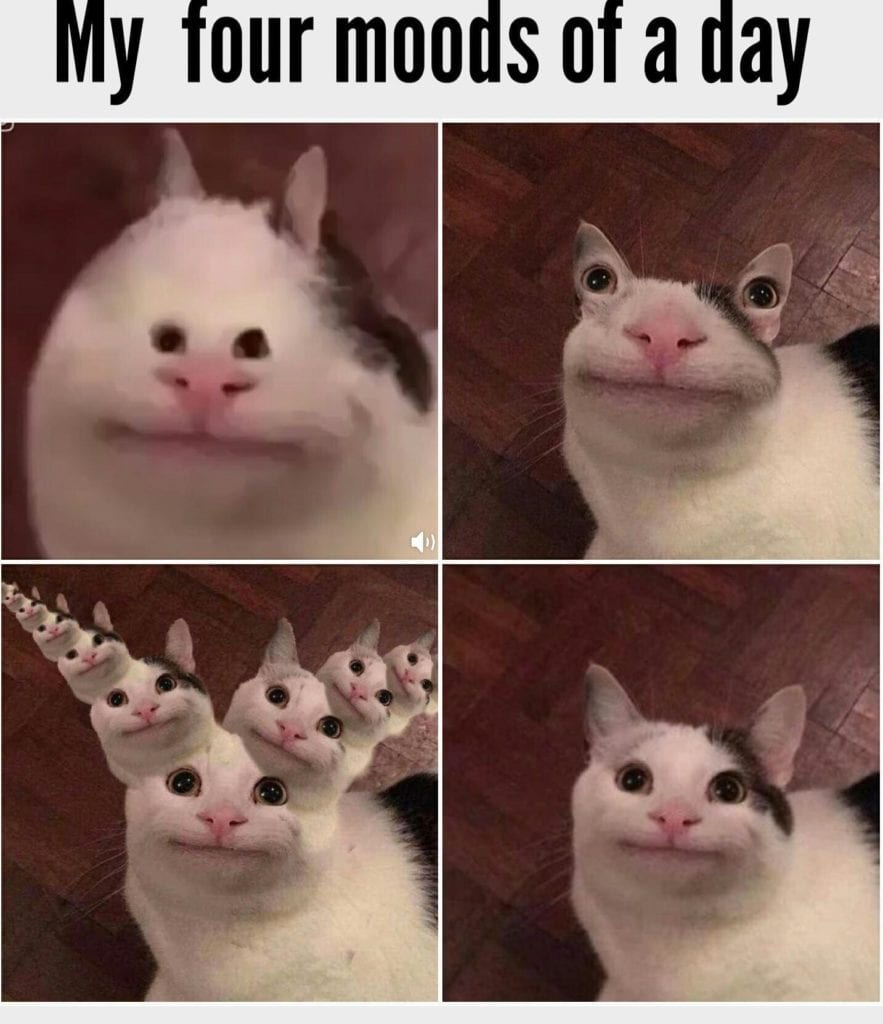 Clean Cat Memes Funny Cat Memes Dank Cat Memes Clean Cat Memes ...