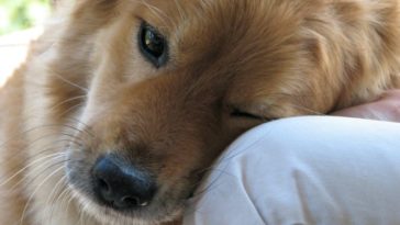 dogs are best pets 4