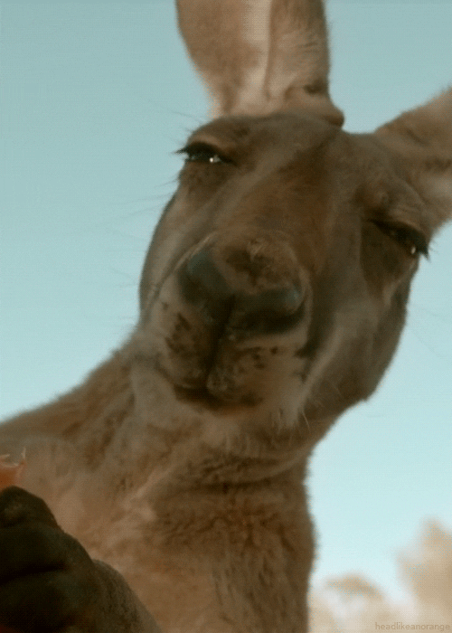 Best of Funny Animal Gifs Ever on Internet That Are ...