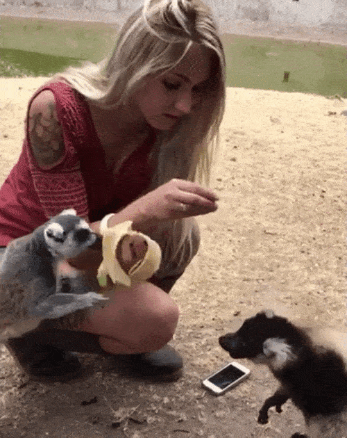 Best of Funny Animal Gifs Ever on Internet That Are ...