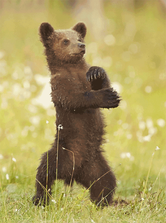 Funny Gif Gif Funny Animation GIFs ALBY Funny Gif Gif Funny Animation GIFs ALBY