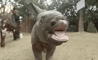 Best of Funny Animal Gifs Ever on Internet That Are Totally Adorable