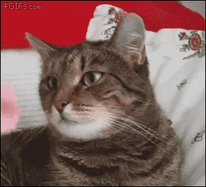Best of Funny Animal Gifs Ever on Internet That Are Totally Adorable