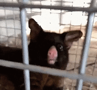 funny gifs -09qhg5