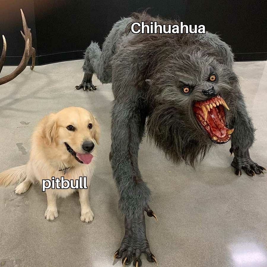funny dogs meme
