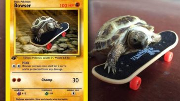 pokemon turtle card