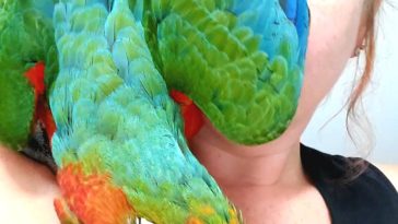 cute parrot pics -1