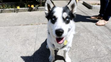 most beautiful puppy pic