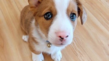 corgi mixes -2020-09o