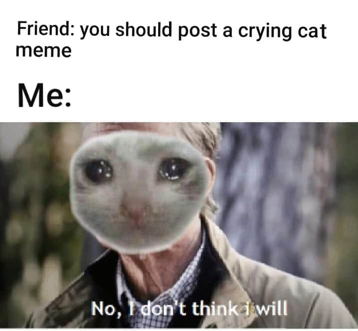 Crying Cat Memes Is The New Craze Among Catizens - 30+ Crying Cat Memes