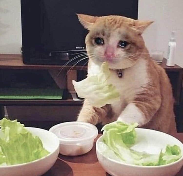 Crying Cat Memes Is The New Craze Among Catizens 30+ Crying Cat Memes