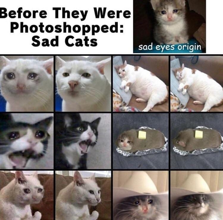 Crying Cat Memes Is The New Craze Among Catizens 30 Crying Cat Memes Crying Cat Memes Is The New Craze Among Catizens 30 Crying Cat Memes