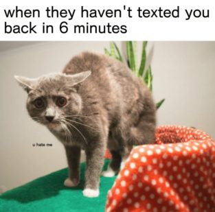 Crying Cat Memes Is The New Craze Among Catizens - 30+ Crying Cat Memes
