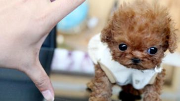 cute dogs 2020