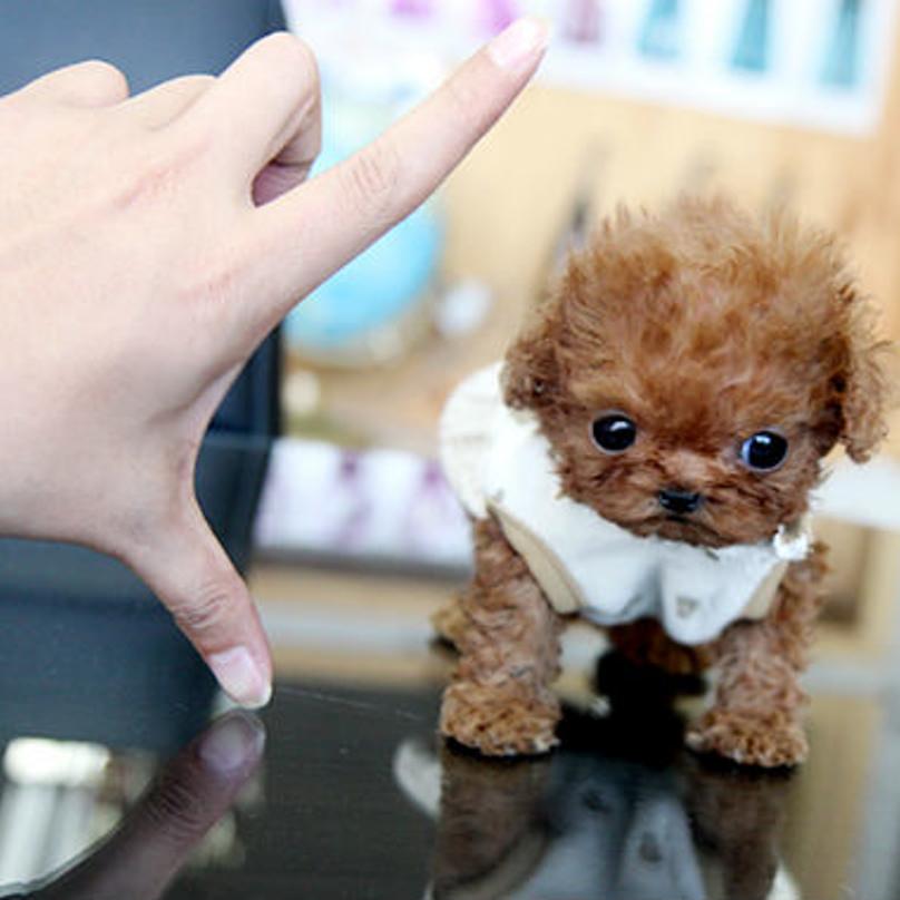 12 Unbelievably Cute Photos Of Tiny Dogs