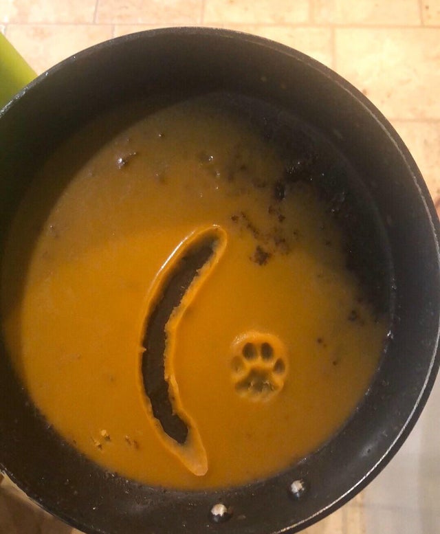 cat snapchats 2020