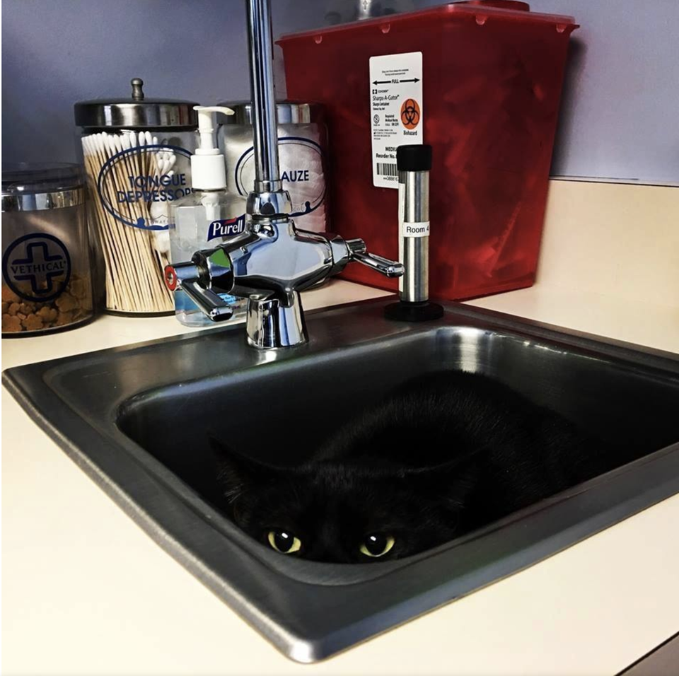 best of 2019 cat snapcahts 