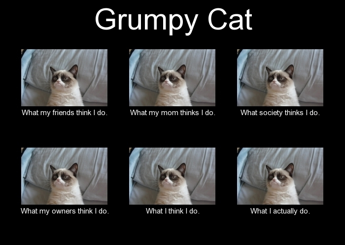 Internet Sensation Grumpy Cat Died But Her Memes Shall Live On