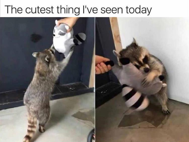 20+ Best of Animals Memes In 2020