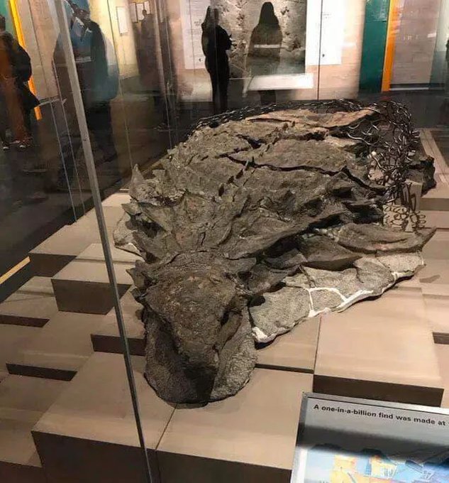 stuffed dinosaur 