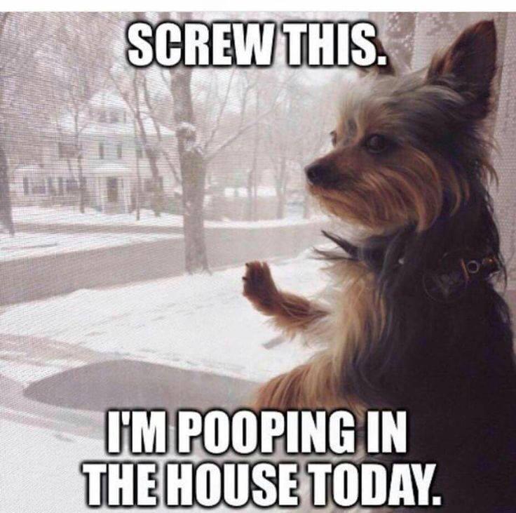 dog screwing 
